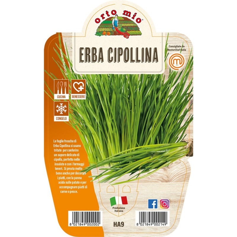 P. Piantine Da Orto | Rosmarino Prostrato, Pianta In Vaso Diametro - 9