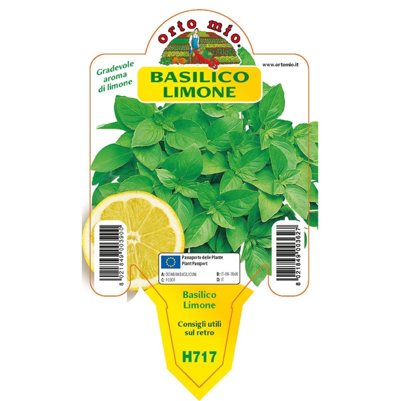 Piantina Orto Mio Basilico Limone In Vaso Prezzo E Offerte