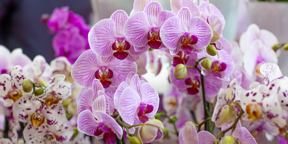 orchidee