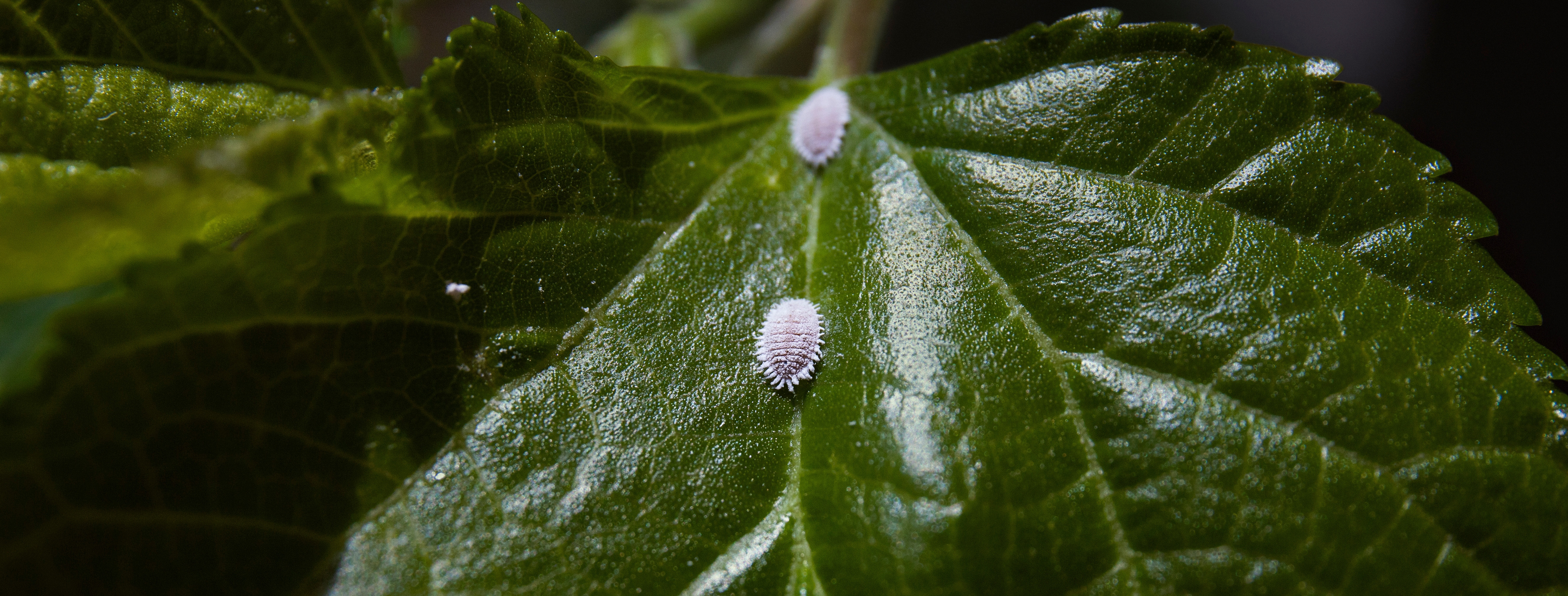 cocciniglia