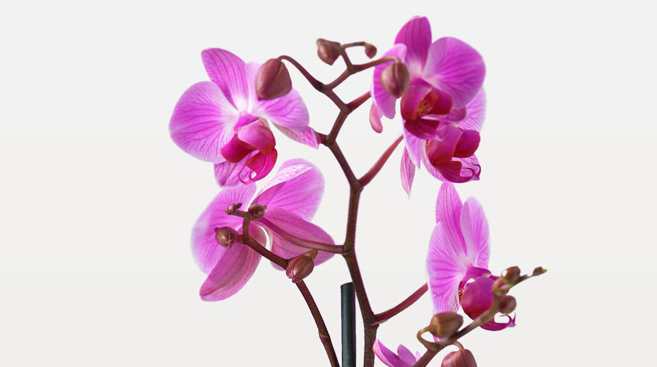 orchidea rosa