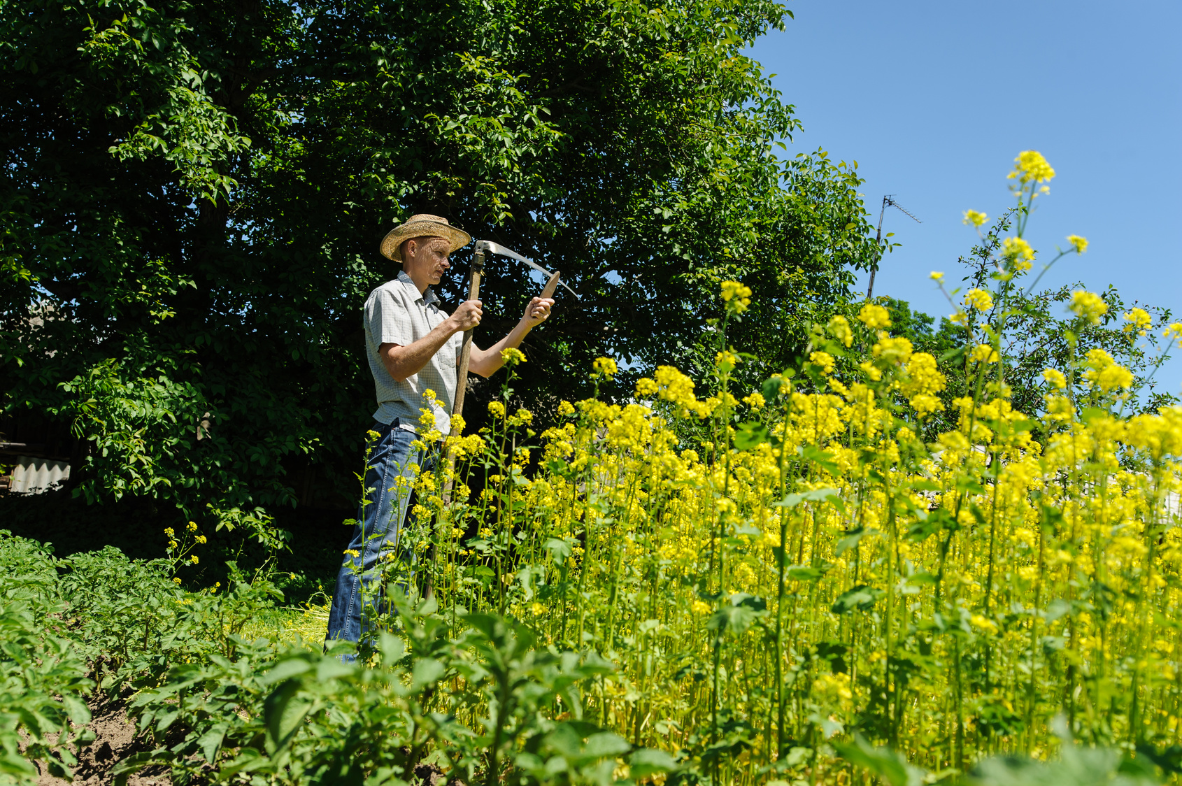 insetticida per piante