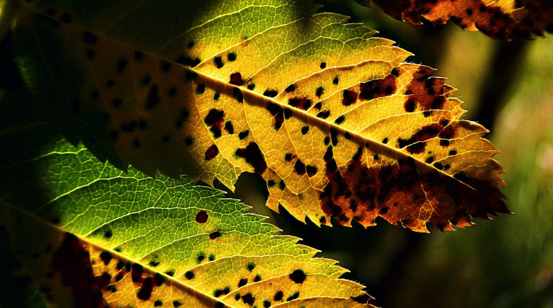 foglie colpite dalla tichiolatura