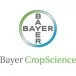 Bayer