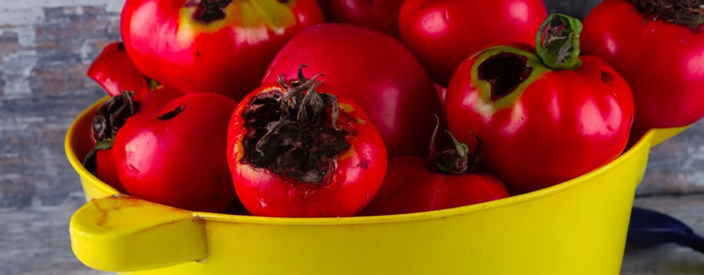 Alternaria del pomodoro: riconoscere e combattere le malattie fungine Alternaria del pomodoro: riconoscere e combattere le malattie fungine