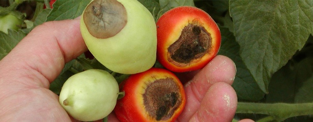 Marciume apicale pomodoro: cos'è, sintomi e rimedi Marciume apicale pomodoro: cos'è, sintomi e rimedi