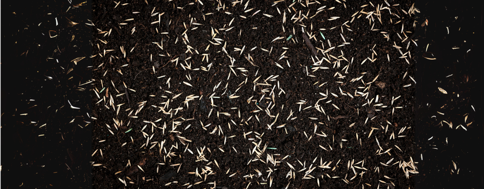 Semina Prato: quale semi scegliere e come fare