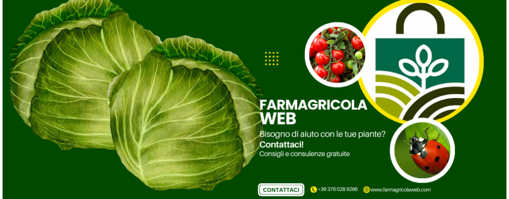 Cavolo Cappuccio, coltivare e mangiare dal proprio orto!