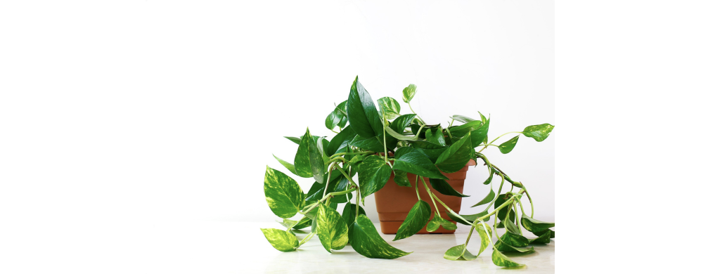 Fertilizzante per Pothos: come far crescere una pianta rigogliosa