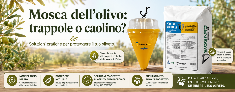 Mosca dell’olivo: meglio trappole o caolino? Come scegliere la strategia giusta