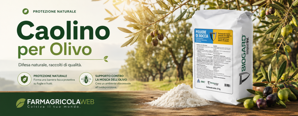 Caolino per olivo contro mosca: quando usarlo e cosa aspettarsi