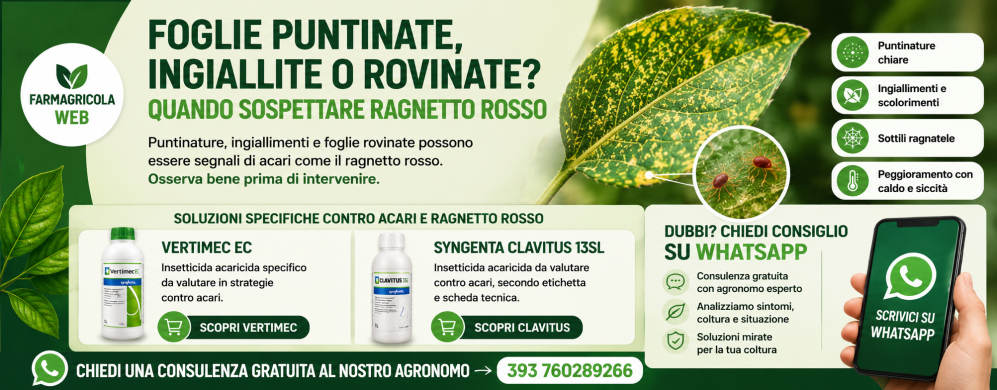 Foglie puntinate, ingiallite o rovinate: quando sospettare ragnetto rosso