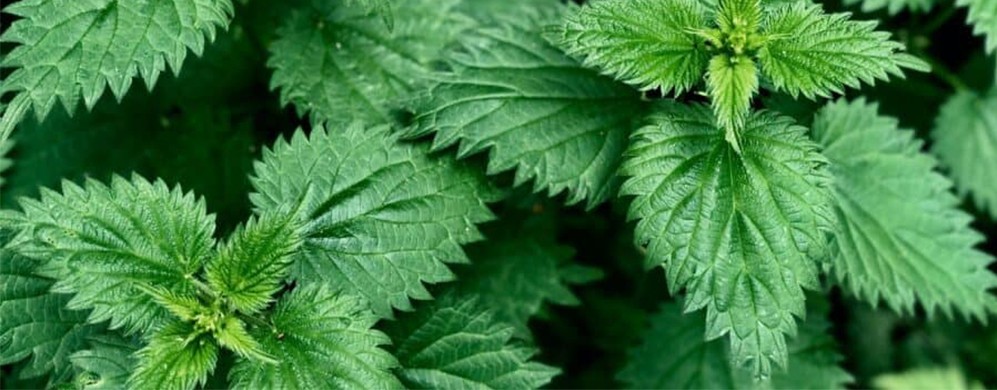 Erbe infestanti: guida alla coltivazione sana e di successo