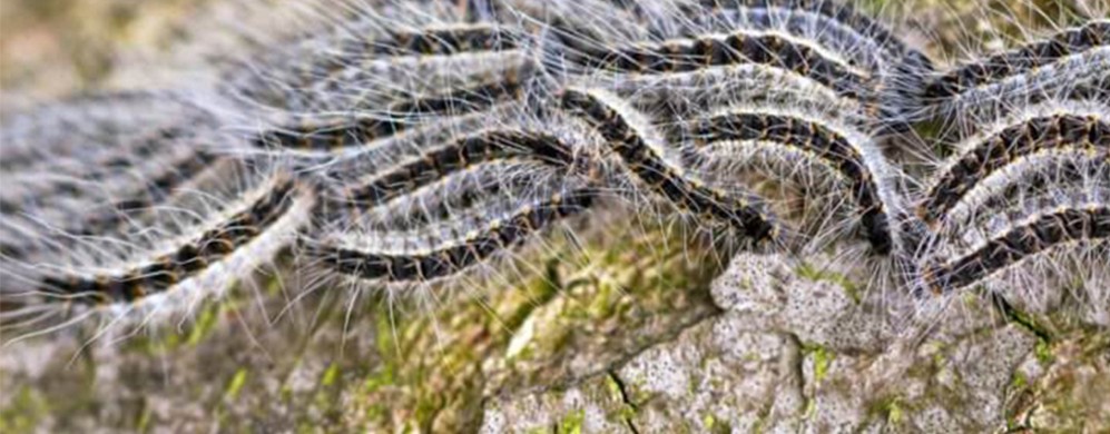 La Processionaria del Pino: guida completa