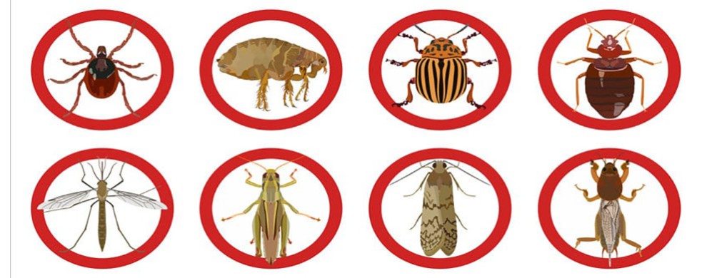 Disinfestazioni: eliminare gli insetti, topi, scarafaggi in casa.