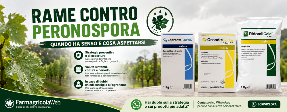 Rame contro peronospora: quando ha senso e cosa aspettarsi