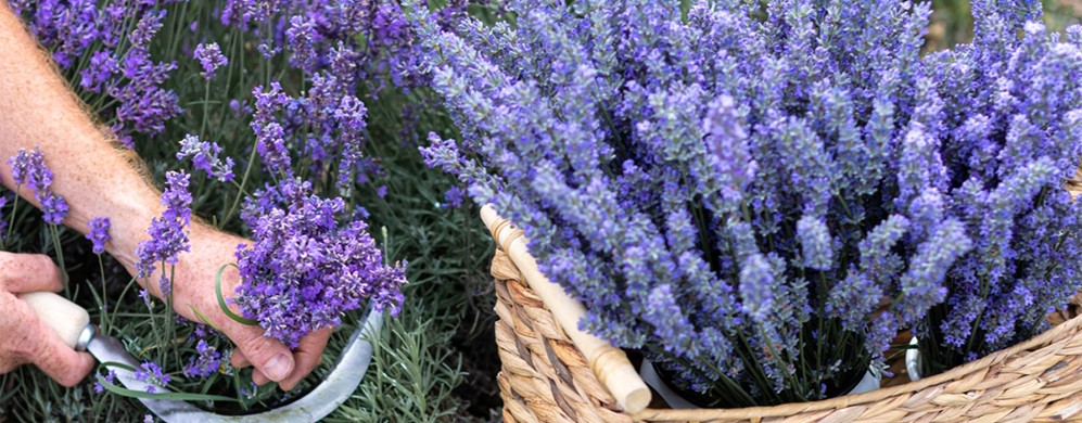 Scopri la pianta di lavanda - con Farmagricolaweb Scopri la pianta di lavanda - con Farmagricolaweb
