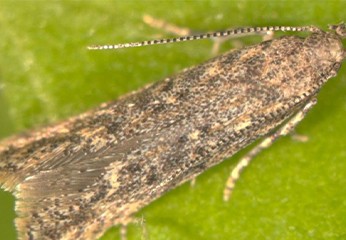 Nottua Gialla del pomodoro: combattere i parassiti delle piante