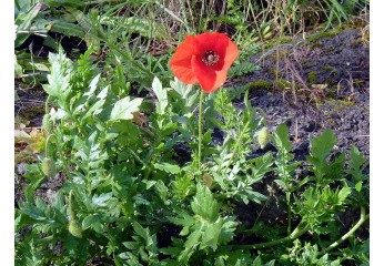 Erbe infestanti prato: guida ad un tappeto erboso sano
