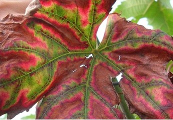 Mal dell'esca della vite: come difendere il vigneto