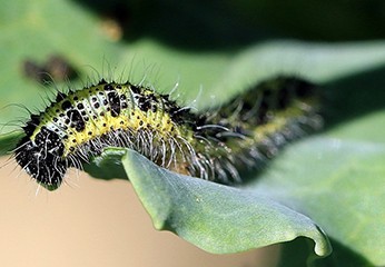 Bacillus thuringiensis: semplice guida con Farmagricolaweb