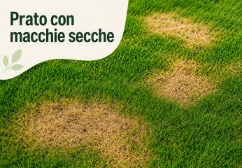 Prato con macchie secche: quando sospettare una malattia fungina