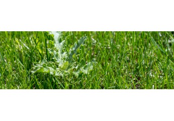 Malattie dei Pomodori: riconoscerle e combatterle