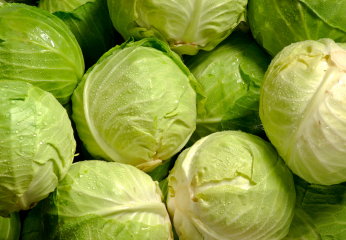 Cavolo Cappuccio, coltivare e mangiare dal proprio orto!