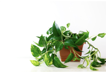 Fertilizzante per Pothos: come far crescere una pianta rigogliosa