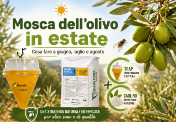 Mosca dell’olivo a giugno, luglio e agosto: cosa fare subito per proteggere le olive