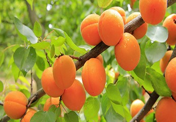 Frutta di Primavera: Albicocche in Casa, Orto e Giardino