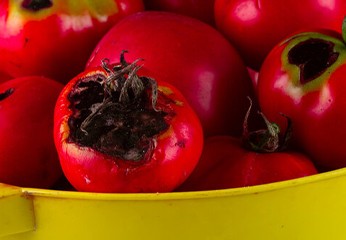 Alternaria del pomodoro: riconoscere e combattere le malattie fungine