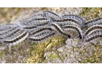 La Processionaria del Pino: guida completa