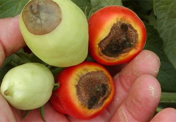 Marciume apicale pomodoro: cos'è, sintomi e rimedi
