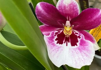Orchidea: 9 cose che devi sapere per curarla al meglio