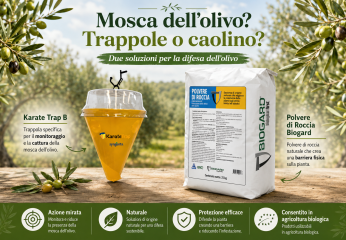 Mosca dell’olivo: meglio trappole o caolino? Come scegliere la strategia giusta