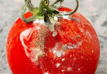 La botrite del pomodoro: sintomi e rimedi della malattia fungina