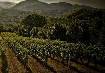 Fosetil alluminio su Vite, Agrumi e Pomacee, a cosa serve?