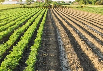 Disinfestazione in agricoltura: metodi efficaci e sicuri Disinfestazione in agricoltura: metodi efficaci e sicuri