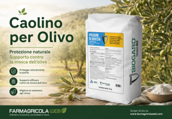 Caolino per olivo contro mosca: quando usarlo e cosa aspettarsi