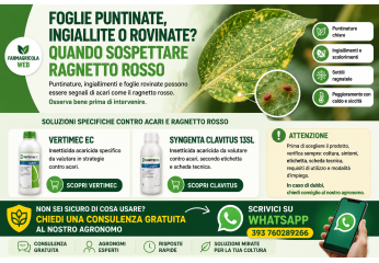 Foglie puntinate, ingiallite o rovinate: quando sospettare ragnetto rosso