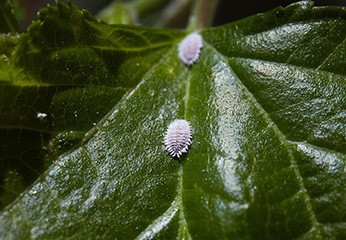 Cocciniglia: cos'è, prevenzione e rimedi