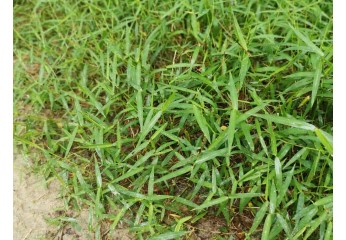 La Processionaria del Pino: guida completa