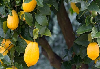 Come Coltivare il Limone in Casa e in Giardino: Guida Facile