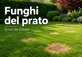 Funghi del prato: errori da evitare prima di usare un prodotto
