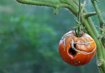 Malattie dei Pomodori: riconoscerle e combatterle