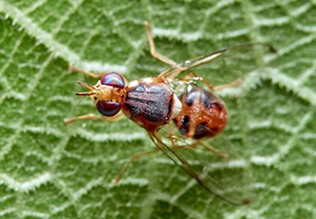 Mosca dell'olivo: guida completa alla difesa degli ulivi