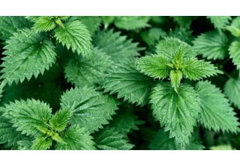 Erbe infestanti: guida alla coltivazione sana e di successo