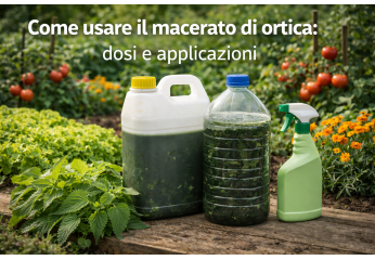 Come usare il macerato di ortica: dosi e applicazioni