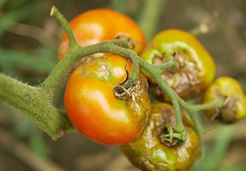 Peronospora del pomodoro: guida all'agricoltura di successo